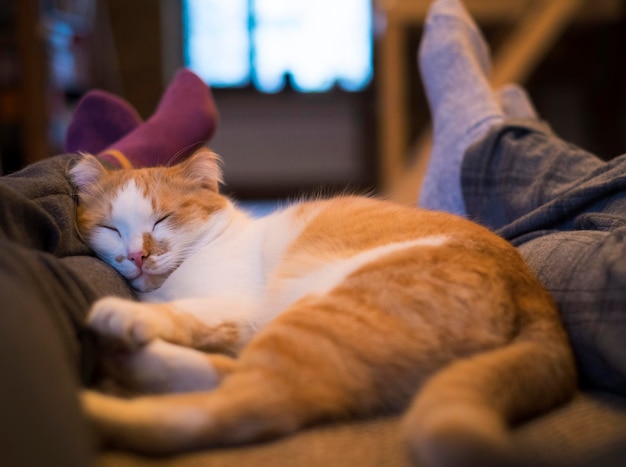 Cute cat lying between man and woman legs