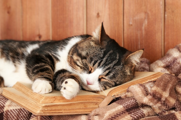 Cute cat lying with book on plaid