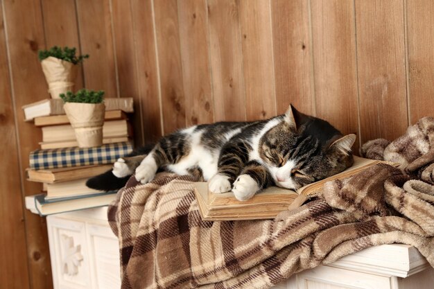 Cute cat lying with book on plaid