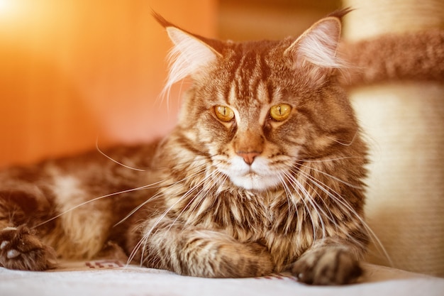 メインクーン犬種のかわいい猫