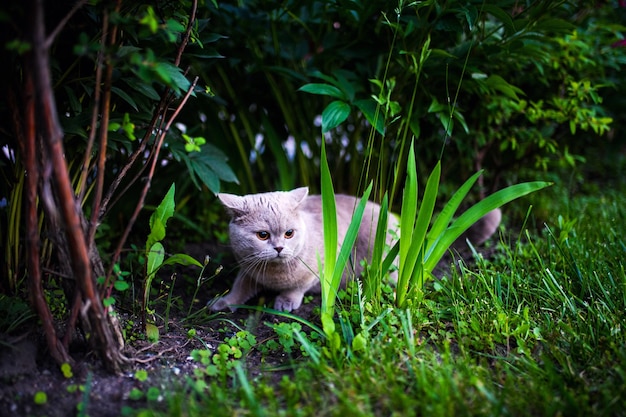 写真 緑の草の上のかわいい猫