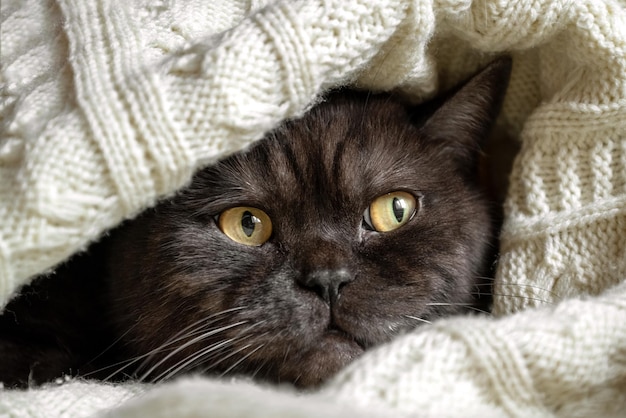 Cute cat peeks out from under warm knitted plaid close up pet\
portrait