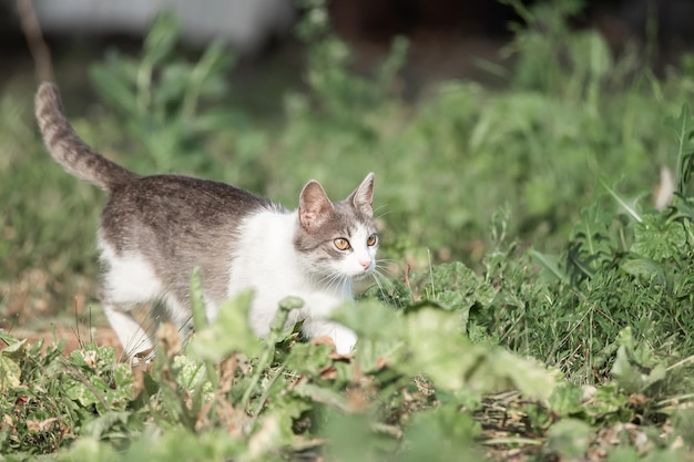 Simpatico gatto che gioca nel parco sotto la pioggia