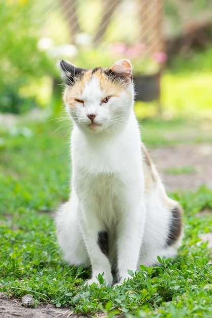 Cute cat playing in the park on rainy day