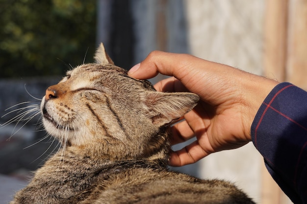 Cute cat playing with mans hand