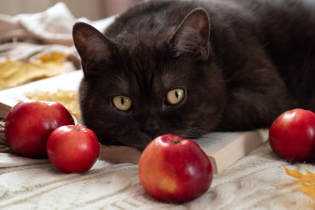 Милый кот играет со спелыми красными яблоками