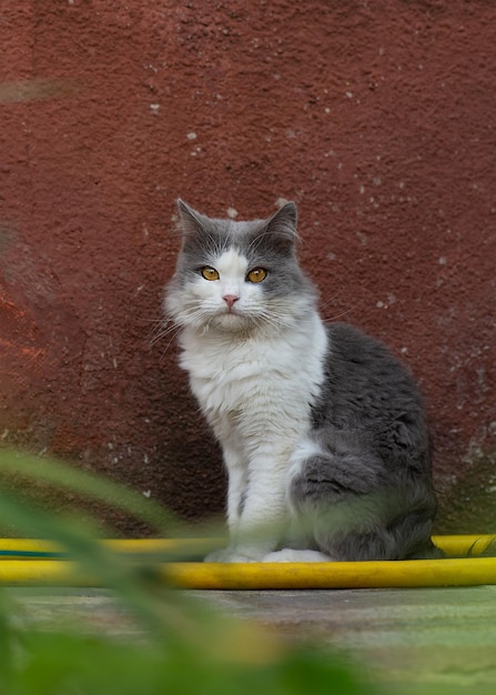 Foto il gatto carino gioca nel cortile ritratto di un gatto nella fattoria