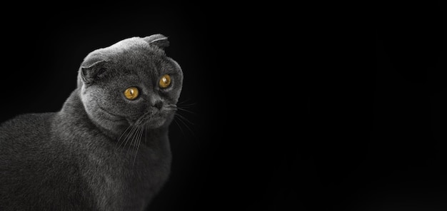 Cute cat portrait in studio on a black isolated background, scottish fold banner photo