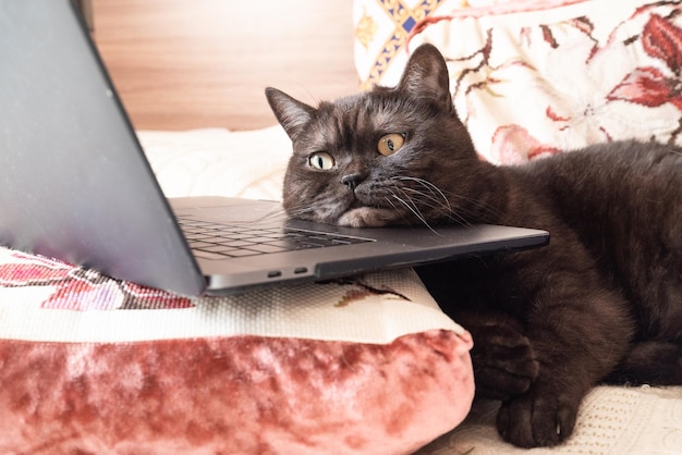 Cute cat pretends working on laptop