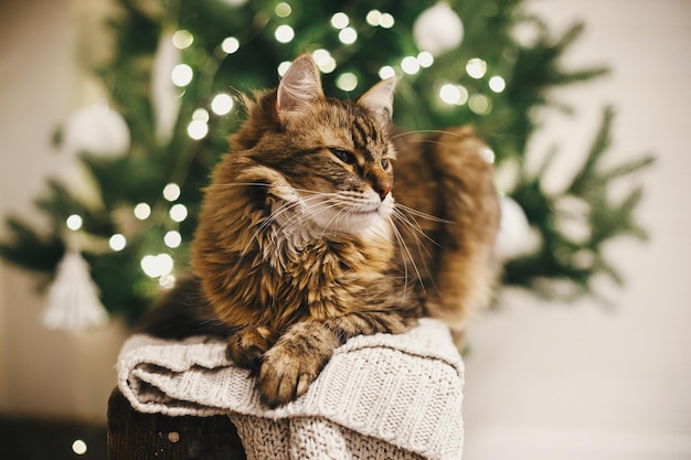 Cute cat relaxing on sweater against christmas tree lights Pet and winter holidaysMerry Christmas