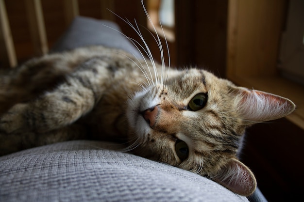 милый кот отдыхает на диване