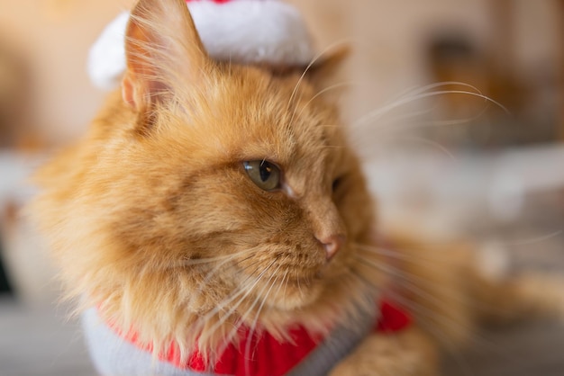 Cute cat in santa claus hat against blurred christmas lights