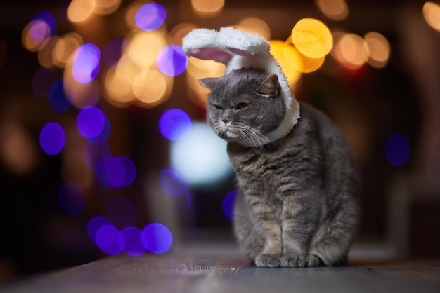 Cute cat in santa claus hat against blurred christmas lights