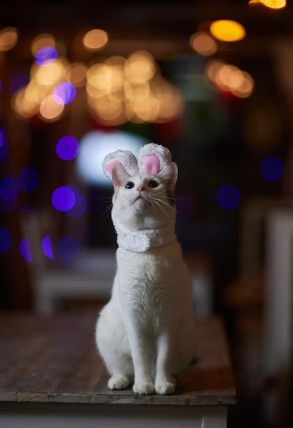 Cute cat in santa claus hat against blurred christmas lights