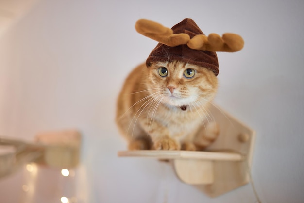 Cute cat in Santa Claus hat against blurred Christmas lights