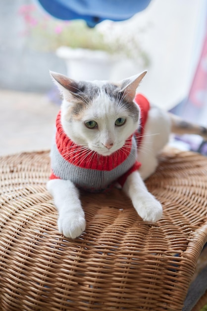 Cute cat in Santa Claus hat against blurred Christmas lights