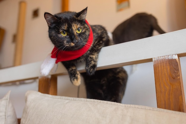 Cute cat in Santa Claus hat against blurred Christmas lights