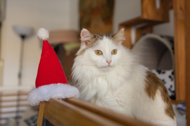 흐릿한 크리스마스 불빛을 배경으로 산타클로스 모자를 쓴 귀여운 고양이