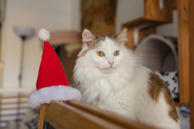 Cute cat in Santa Claus hat against blurred Christmas lights