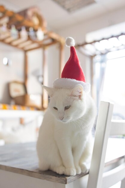 Cute cat in Santa Claus hat against blurred Christmas lights