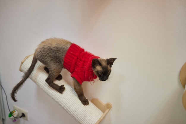 Cute cat in Santa Claus hat against blurred Christmas lights