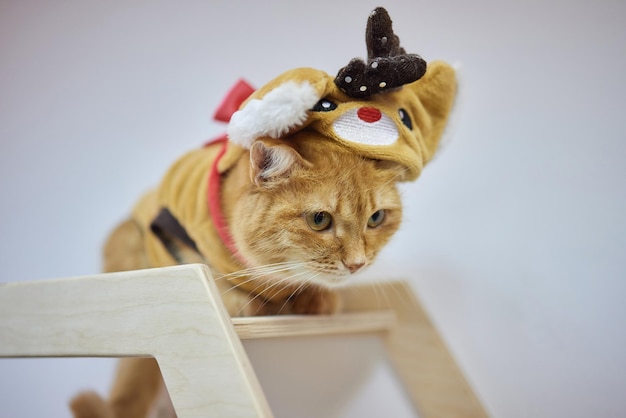 Cute cat in Santa Claus hat against blurred Christmas lights