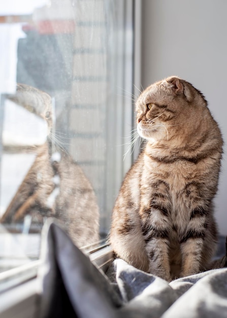 Cute cat Scottish Fold sits on a window sill by the window