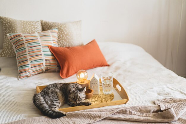 Cute cat of the Scottish straight and Linen pillows on a white bed with home decor Still life details in home on a bed Cozy home Sweet home