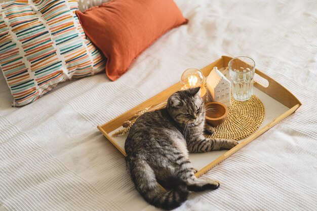 家の装飾が施された白いベッドの上のスコティッシュストレートとリネンの枕のかわいい猫ベッドの上の家の静物の詳細居心地の良い家甘い家