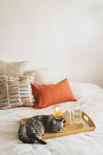 Cute cat of the scottish straight and linen pillows on a white\
bed with home decor still life details in home on a bed cozy home\
sweet home