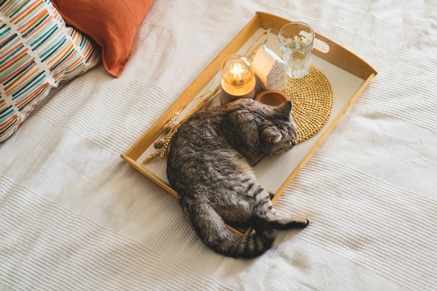 Cute cat of the scottish straight and linen pillows on a white
bed with home decor still life details in home on a bed cozy home
sweet home