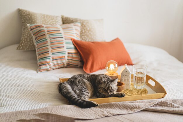 Cute cat of the scottish straight and linen pillows on a white\
bed with home decor still life details in home on a bed cozy home\
sweet home