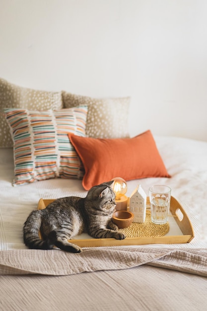 Cute cat of the Scottish straight and Linen pillows on a white bed with home decor Still life details in home on a bed Cozy home Sweet home