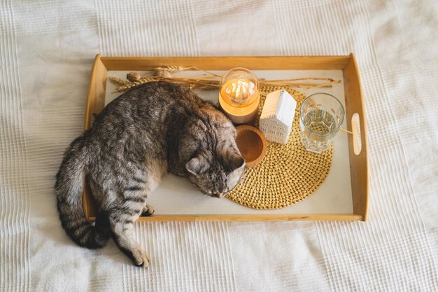 家の装飾が施された白いベッドの上のスコティッシュストレートとリネンの枕のかわいい猫ベッドの上の家の静物の詳細居心地の良い家甘い家