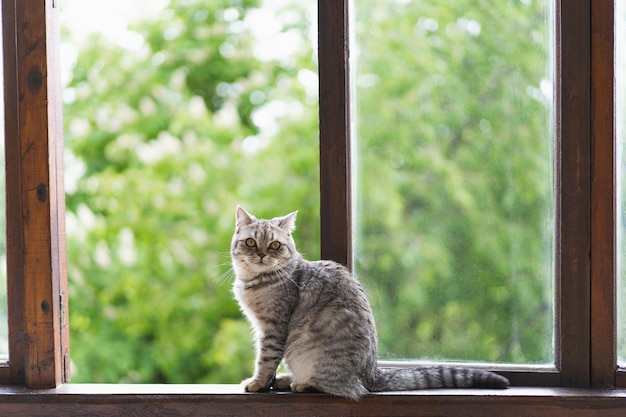열린 창에 앉아 있는 스코틀랜드의 귀여운 고양이