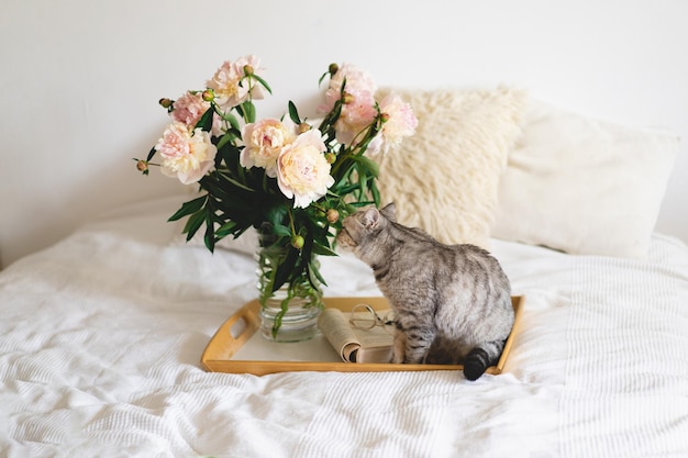 スコティッシュストレートのかわいい猫と花束と花瓶ホワイトピンクの牡丹の花がベッドの上で本を開くベッドの上で家の静物の詳細を読んで休む居心地の良い家