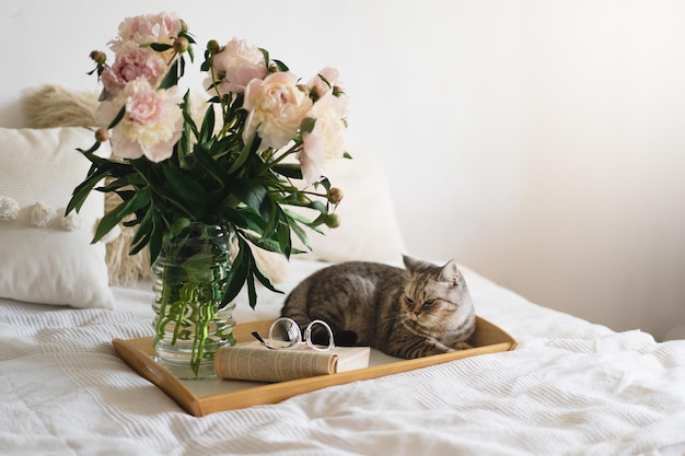 Cute cat of the Scottish straight and vase with bouquet white pink peonies flowers open book on a bed Still life details in home on a bed Read and rest Cozy home