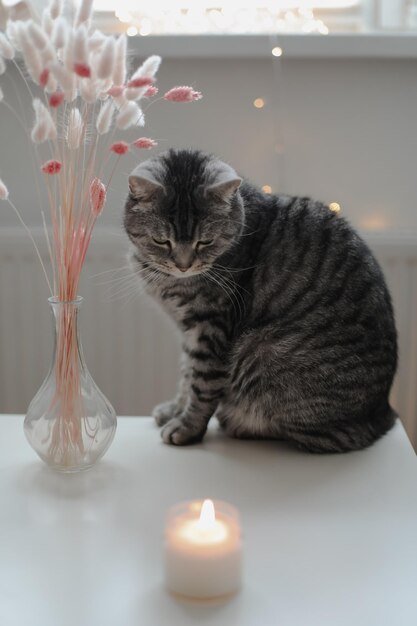 cute cat scottish straight with home decor still life details in home cozy home