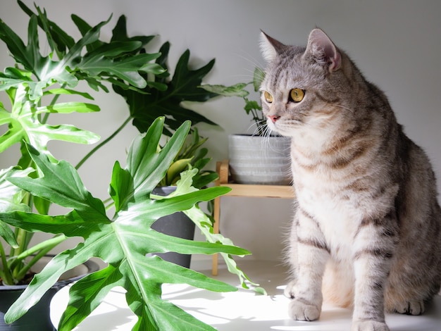 Simpatico gatto seduto sul tavolo e albero del purificatore d'aria monstera, sansevieria in soggiorno