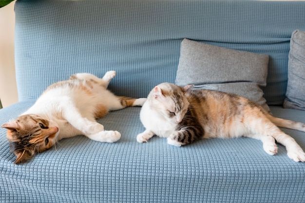 Cute cat sit with her mother on a sofa at home