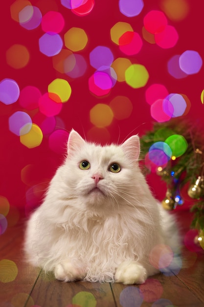 Cute cat sits on background of multi-colored bokeh on red background, New Year's Christmas picture