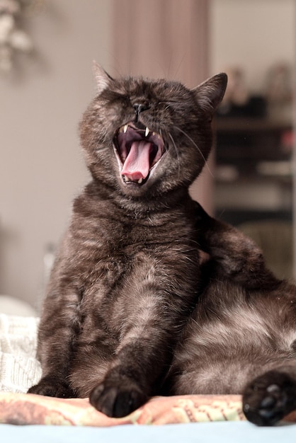 Cute cat sits on bed with eyes closed and yawning widely