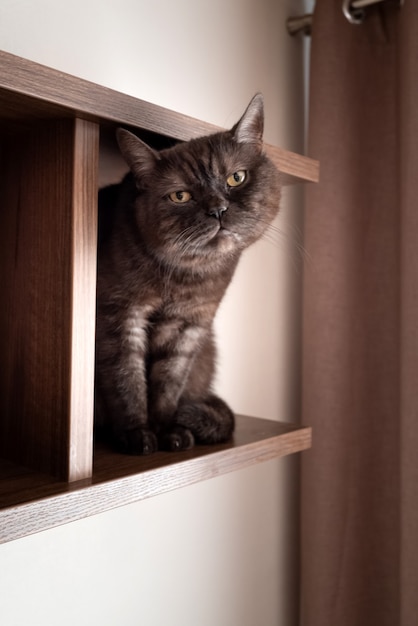 かわいい猫は空の木製の本棚に座っています
