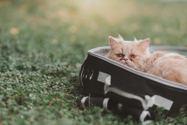 공원에서 가방에 앉아 있는 귀여운 고양이