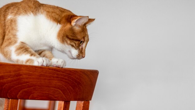 Photo cute cat sitting on chair