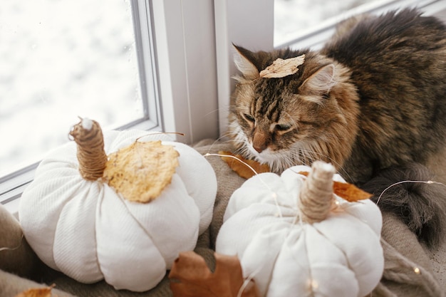 Cute cat sitting at pumpkins pillows fall leaves candle lights on cozy brown scarf on windowsill Adorable tabby cat relaxing on background of hygge fall home decor Happy Thanksgiving