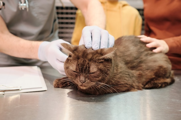 獣医がクリニックでそれを調べている間、テーブルに座っているかわいい猫