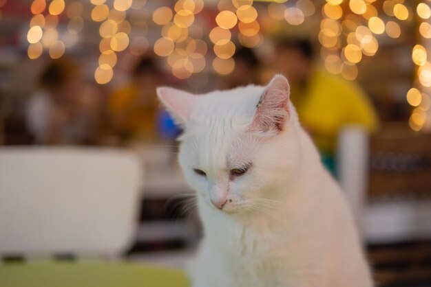 Cute cat sitting on white chair in the room close up