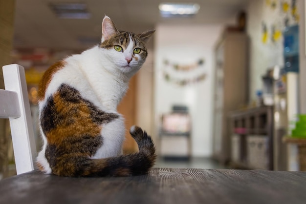 Simpatico gatto seduto su una sedia bianca in camera, primo piano.