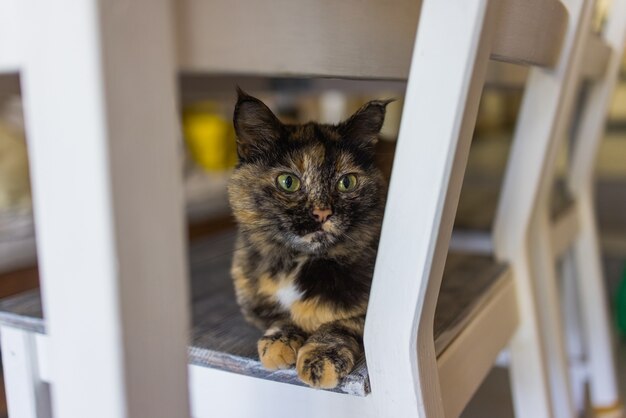 Cute cat sitting on white chair in the room, close up.